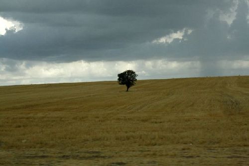 À l'horizon pointe un arbre...