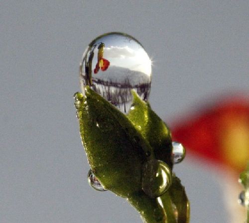 Cimes enneigées dans une bulle...