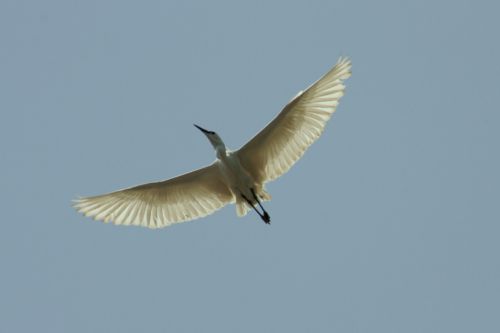 Un ibis en plein vol !