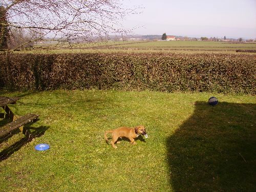 RUBEN (sans laisse) dans notre jardin