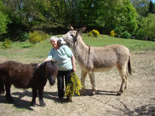 Ma mère s\'est fait une nouvelle copine...Une ânesse du Cotentin, hyper câline !