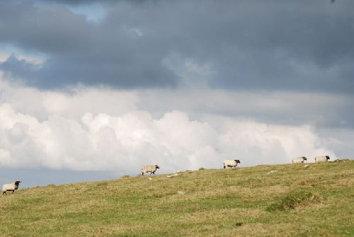 Défilé de moutons