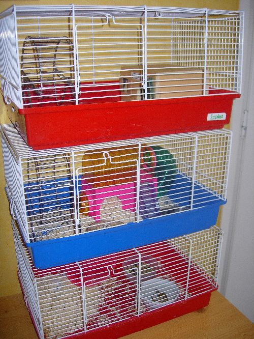 MAISONS   HAMSTERS