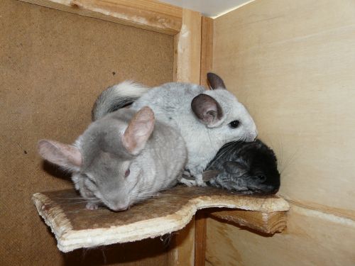 Mon papa et  Vénus , elle me fait un bisou, elle a perdu son bébé, mon demi-frère ( ou soeur) qui était pastel comme papa.