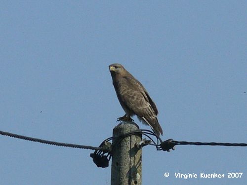  Buse variable