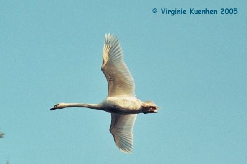 Cygne tuberculé en vol