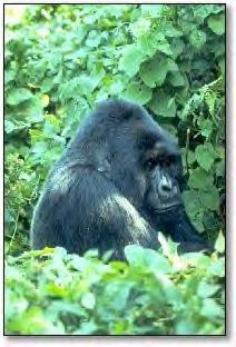 Gorilles de montagne du KIVU : Son nom c'est Maheshe 