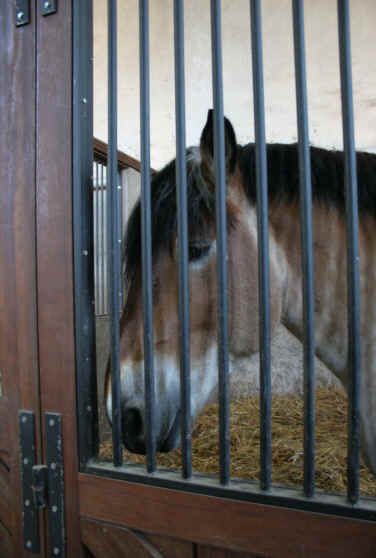 Un étalon des Haras Nationaux