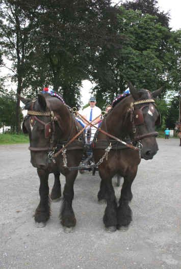 Magnifique attelage au concours à Cambrai en 2007