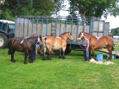 Concours de Trait du Nord à Bavay dans le Nord