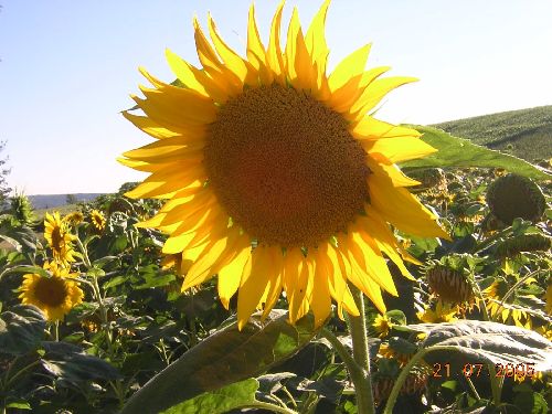 champ de tournesol