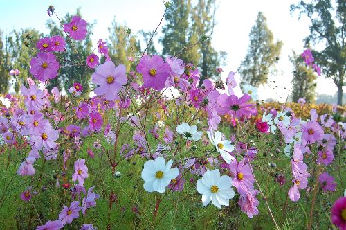 champ de cosmos 1