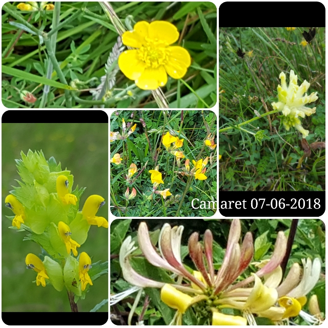 UTL - Atelier nature : Botanique à Camaret le 7 juin 2018