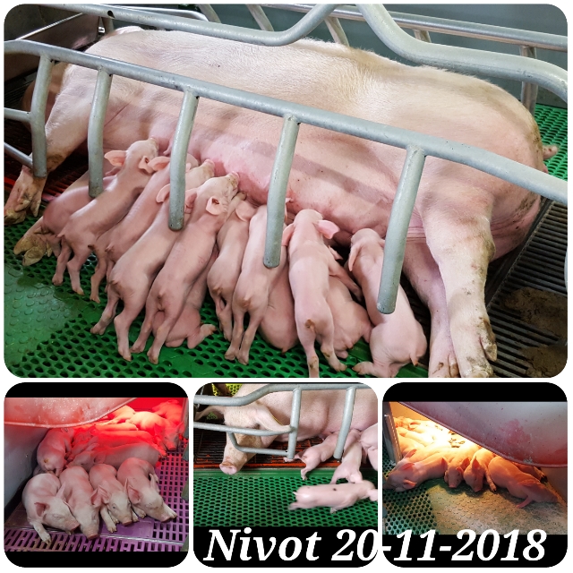 UTL - Atelier nature : Visite de la nurserie porcine du Nivot à Lopérec - le 20 novembre 2018