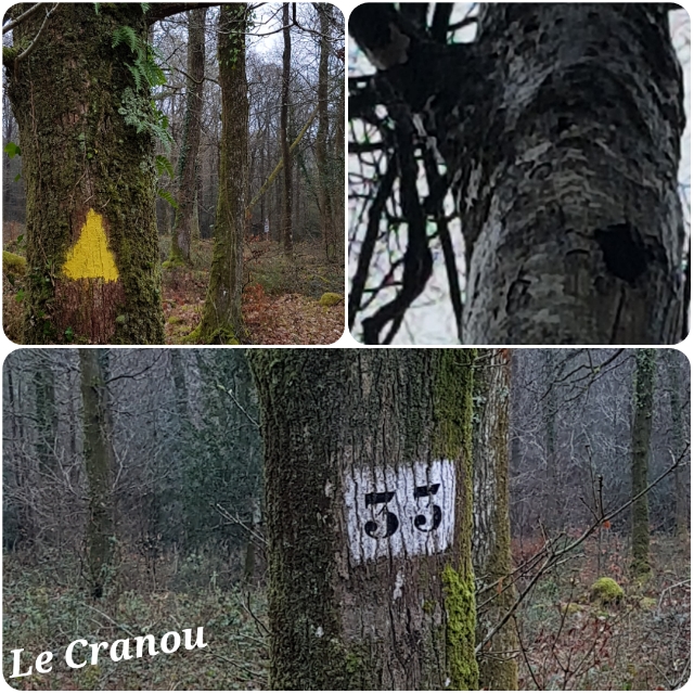 UTL - Atelier nature : la Forêt domaniale du Cranou - le 14 mars 2019
