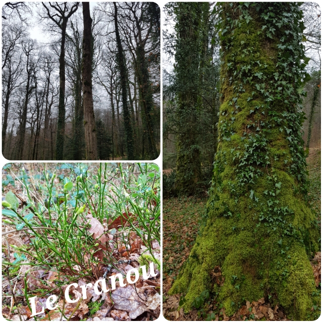 UTL - Atelier nature : la Forêt domaniale du Cranou - le 14 mars 2019