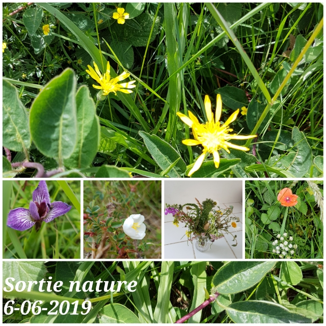 UTL - Atelier botanique et découverte de l'Aber à Telgruc Sur Mer - le 06 juin 2019