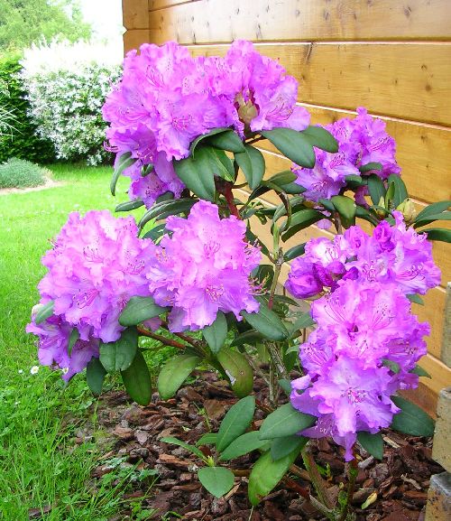 RHODODENDRON