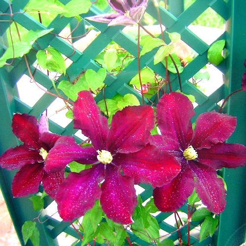 ROSEE SUR CLEMATITE