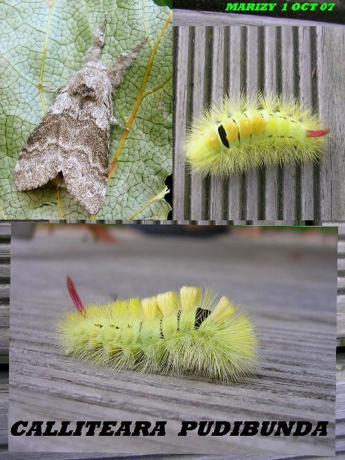 Belle chenille trouvé dans le jardin de ma soeur.