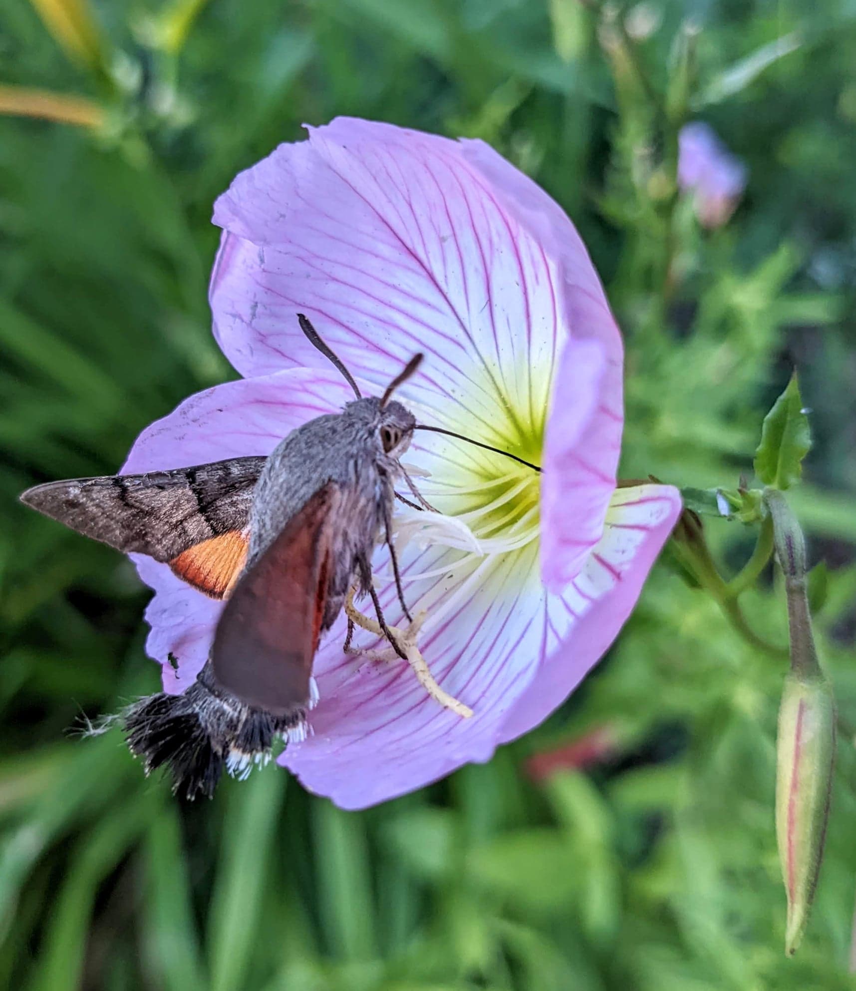 Sphinx colibri sur une onagre rose ( cette fleur est un piège pour ce papillon! Sa trompe reste coincée dedans! Pour le sauver, il faut enlever les pétales, bien tenir la hampe, et si c'est possible tirer délicatement la trompe, ou ouvrir la hampe).