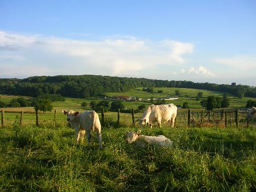 paysage chez moi et charollaises