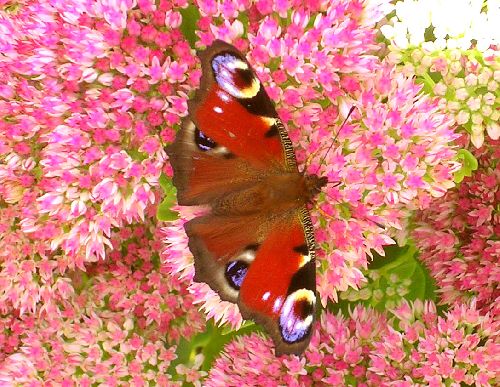 Paon du jour sur sedum