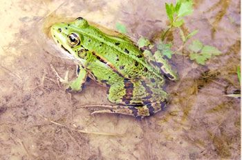 Grenouille verte (Réserve de Vaires)