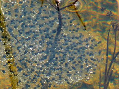 Oeufs de grenouilles rousses (Marais d\'Episy, 27/02/08)