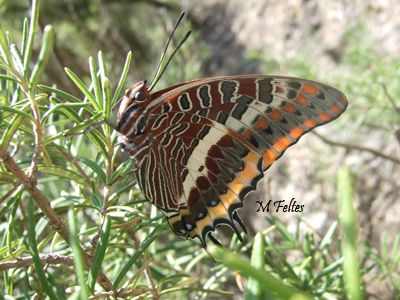 Nymphale de l'Arbousier (Charaxes jasius)