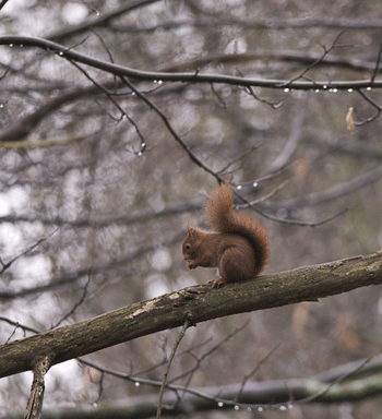 Ecureuil dans le bois de Vaires-sur-Marne