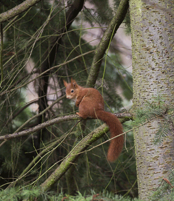 Ecureuil dans le bois de Vaires-sur-Marne