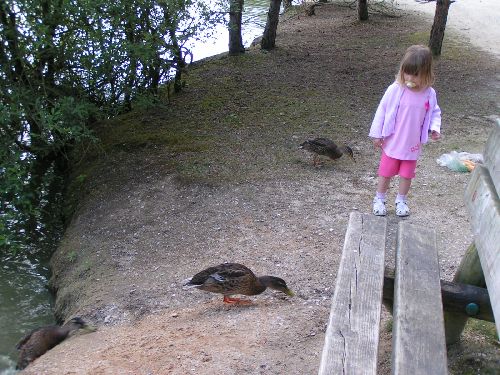 03-07-08 et eux aussi n\'ont pas peur ils mangent à nos pieds