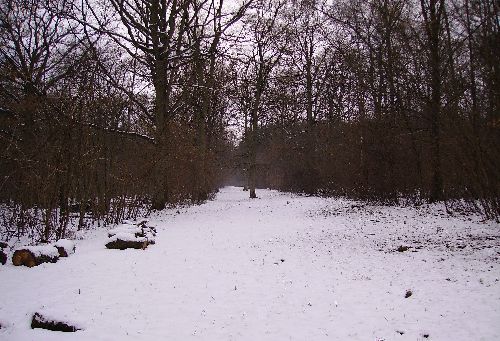 Bois de Villequier à coté de Noureuil et Rouez