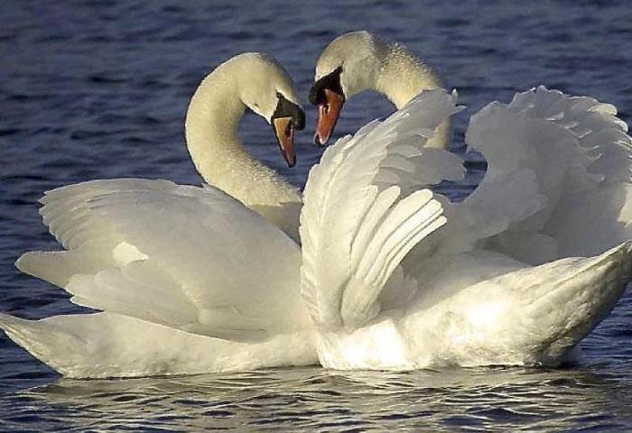 cygne-le-majestueux_reference.jpg