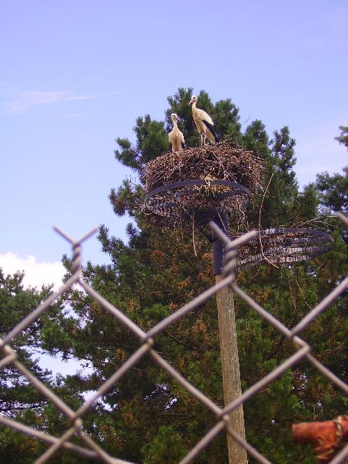 COUPLE CIGOGNE