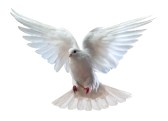 https://static.blog4ever.com/2006/04/156041/9039420-une-colombe-blanche-vol-libre-isolee-sur-un-fond-blanc.jpg