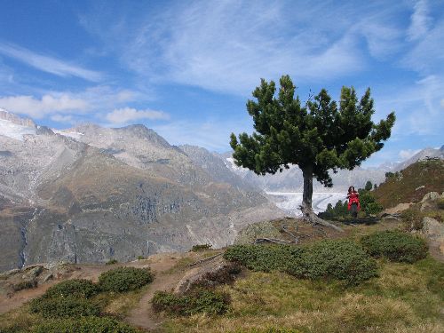 aletsch suisse