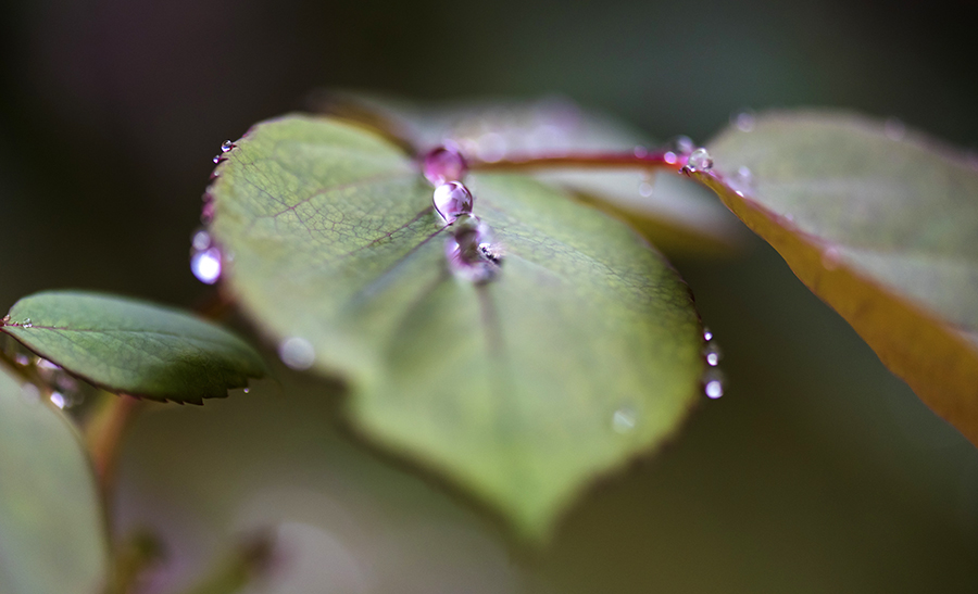 Gouttes d'eau 05 09 2016 1 ter.jpg