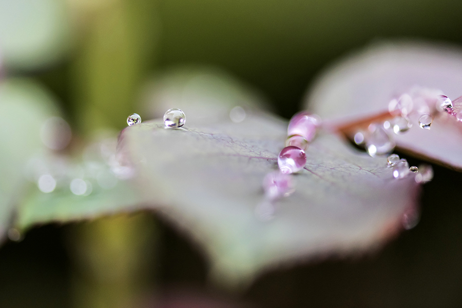 Gouttes d'eau 05 09 2016 5 ter.jpg