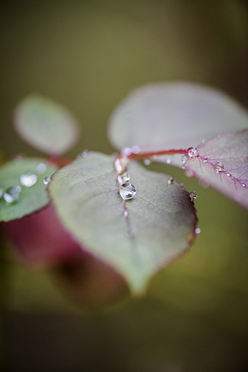 Gouttes d'eau 05 09 2016 12 ter.jpg