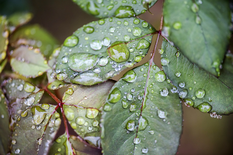 Gouttes d'eau 05 09 2016 14 ter.jpg