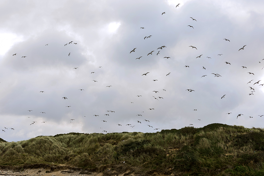 11 Septembre 2018 Oiseaux bis.jpg