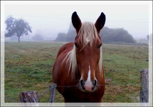 Cheval dans la brume