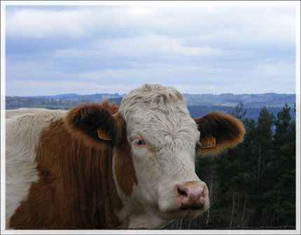 VACHE  du CANTAL