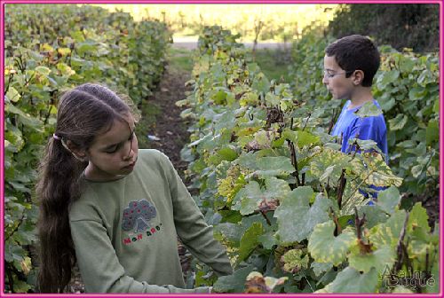 Cécile et Paul dans les vignes