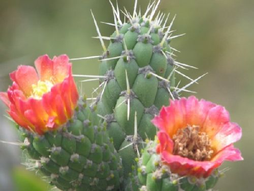 Oh le joli cactus