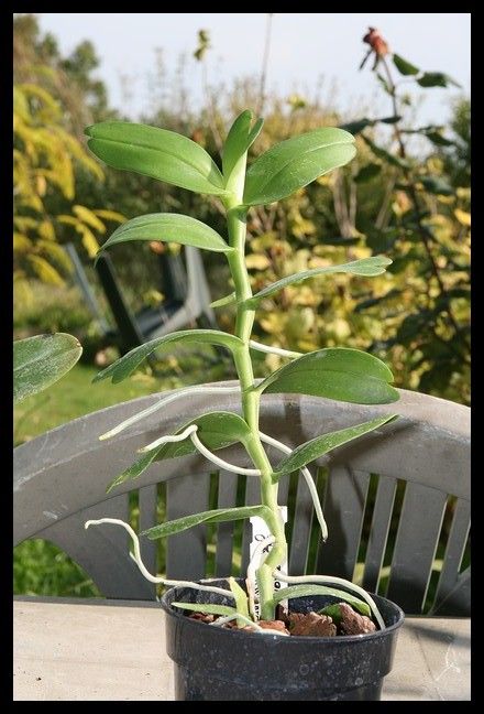Angraecum eichlerianum