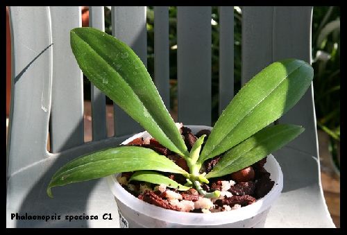 Phalaenopsis speciosa C1