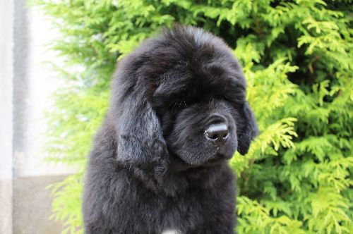 ESOPE ( Elroy ) des Bois de la Grotte Fleury